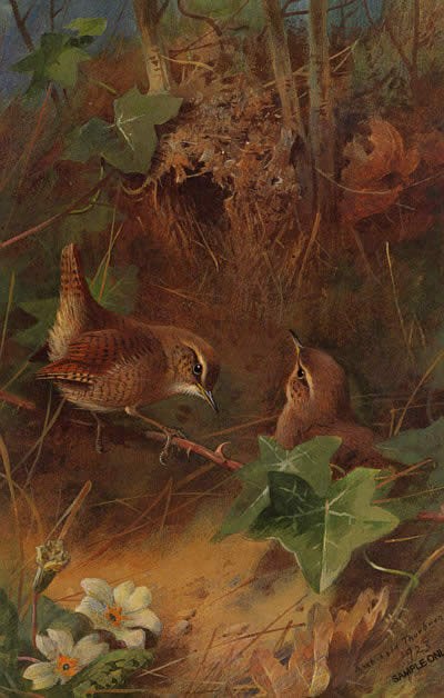 Archibald Thorburn Spring